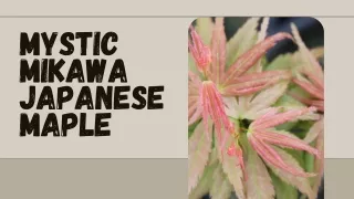 Versatile and Stunning Mystic Mikawa Japanese Maple