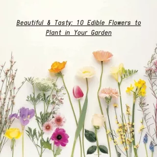 Beautiful & Tasty 10 Edible Flowers to Plant in Your Garden
