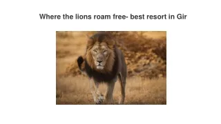 Where the lions roam free- best resort in Gir