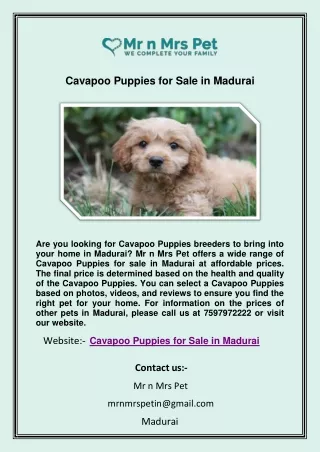 Cavapoo Puppies for Sale in Madurai