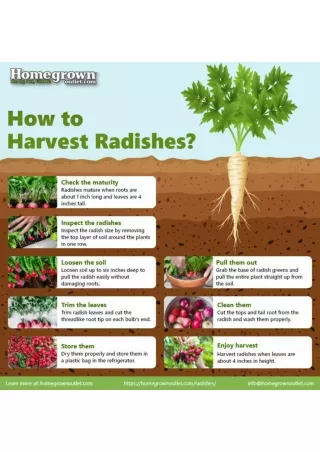 How to Harvest Radishes?