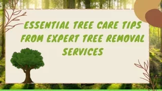 Essential Tree Care Tips from Expert Tree Removal Services