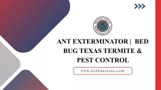 Effective Pest Control for Ants by Bed Bug Texas Termite & Pest Control