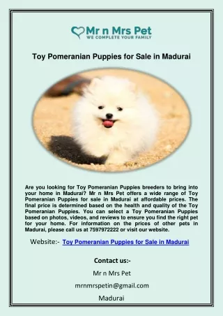 Toy Pomeranian Puppies for Sale in Madurai