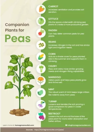 Companion Plants for Peas