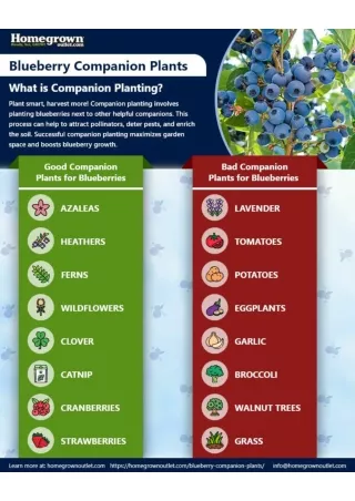 Blueberry Companion Plants