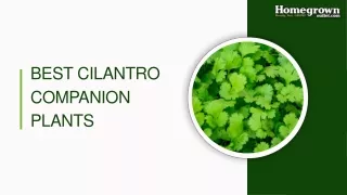 Best Cilantro Companion plants