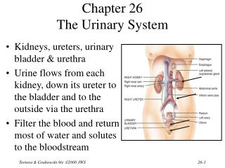 Chapter 26 The Urinary System