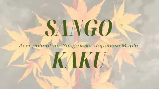 Vibrant All Year: Showcasing the Sango Kaku Japanese Maple