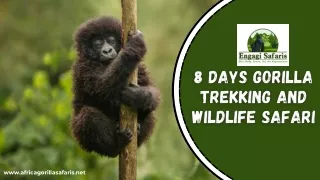 8 Days Gorilla Trekking and Wildlife Safari