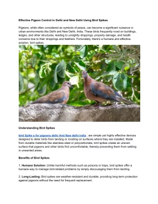 Effective Pigeon Control in Delhi and New Delhi Using Bird Spikes