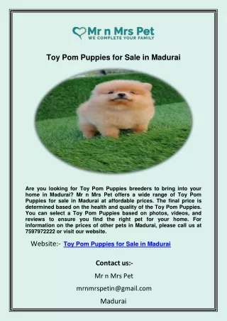 Toy Pom Puppies for Sale in Madurai