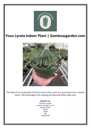 Ficus Lyrata Indoor Plant | Gamboasgarden.com