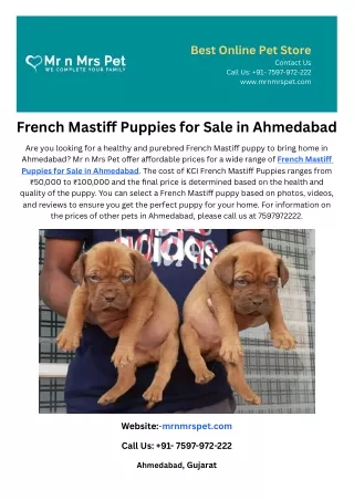 French Mastiff Puppies for Sale in Ahmedabad