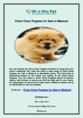 Chow Chow Puppies for Sale in Madurai