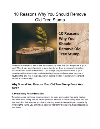 10 Reasons Why You Should Remove Your Old Tree Stump