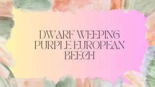 Cascading Elegance on a Budget: The Low-Maintenance Weeping Purple Beech