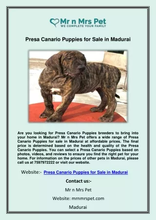 Presa Canario Puppies for Sale in Madurai