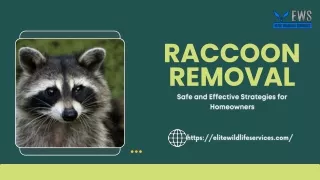 Raccoon Removal: Safe and Effective Strategies for Homeowners