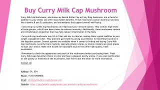 Buy Curry Milk Cap Mushroom