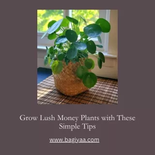 Grow Lush Money Plants with These Simple Tips