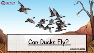 Can Ducks Fly?