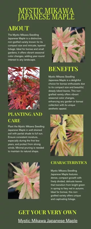 Mystic Mikawa Japanese Maple: A Must-Have for Maple Enthusiasts