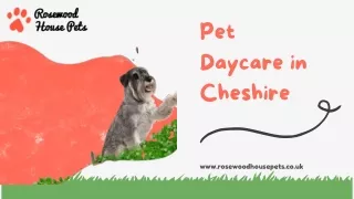 Pet Daycare in Cheshire