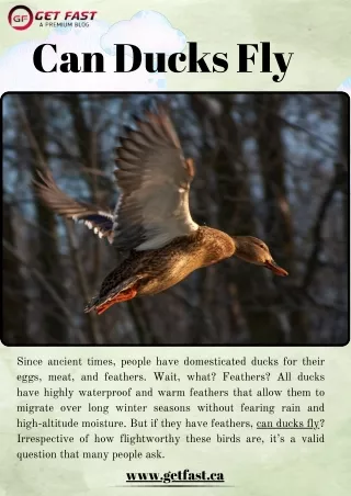 Can Ducks Fly