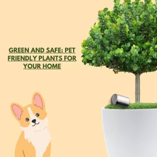 Green and Safe Pet Friendly Plants for Your Home