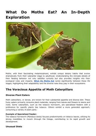 What Do Moths Eat_ An In-Depth Exploration