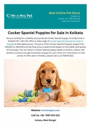 Cocker Spaniel Puppies for Sale in Kolkata