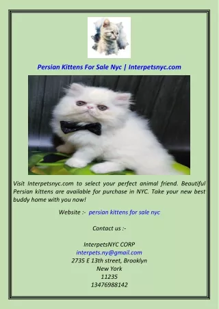 Persian Kittens For Sale Nyc  Interpetsnyc.com