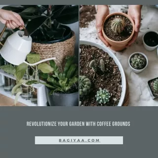 Revolutionize Your Garden with Coffee Grounds