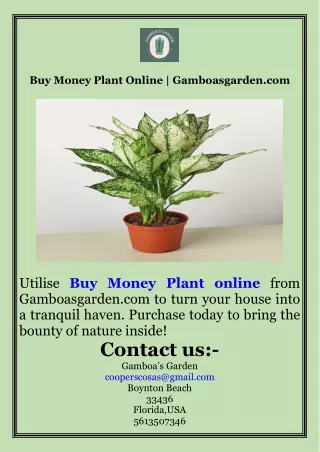 Buy Money Plant Online  Gamboasgarden.com