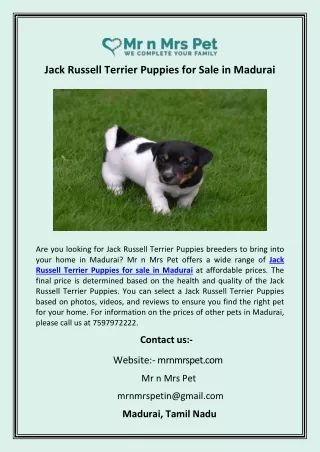 Jack Russell Terrier Puppies for Sale in Madurai