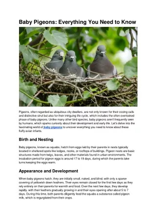 Baby Pigeons_ Everything You Need to Know