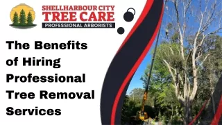 The Benefits of Hiring Professional Tree Removal Services