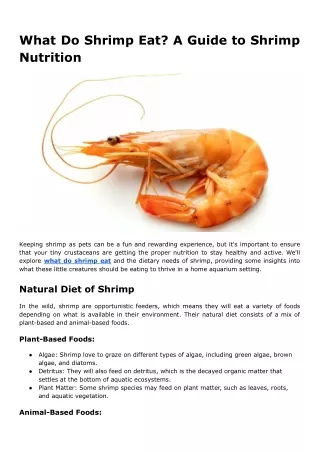 What Do Shrimp Eat_ A Guide to Shrimp Nutrition