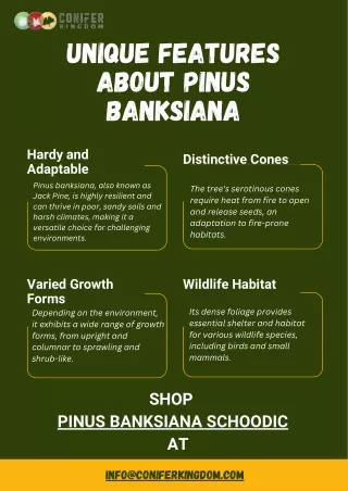 Pinus Banksiana 'Schoodic': A Compact and Resilient Pine for Your Garden