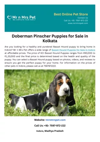 Basset Hound Puppies for Sale in Indore