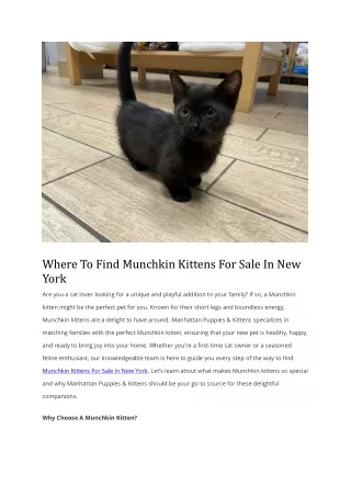 Where To Find Munchkin Kittens For Sale In New York