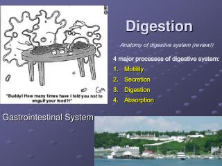 Gastrointestinal System