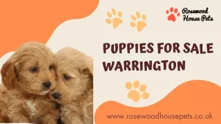 Puppies for sale Warrington