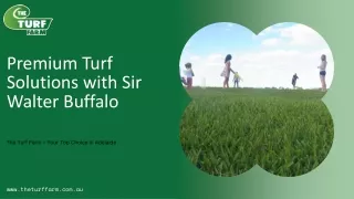 Sir Walter Buffalo Adelaide--The Turf Farm