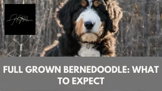 Full Grown Bernedoodle: What to Expect