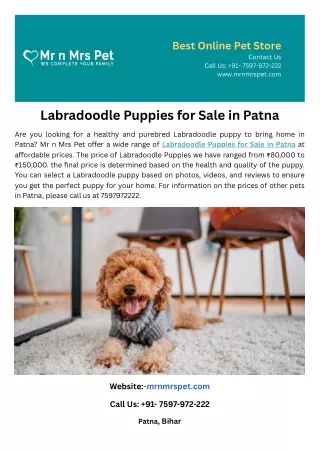 Labradoodle Puppies for Sale in Patna