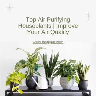 Top Air Purifying Houseplants  Improve Your Air Quality