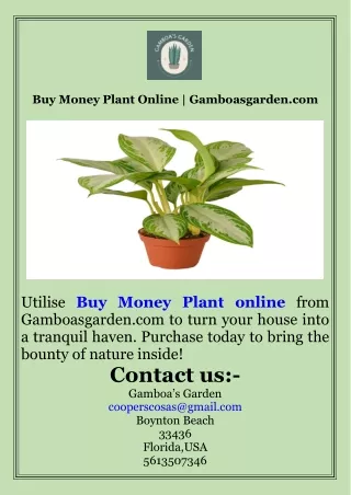 Buy Money Plant Online  Gamboasgarden.com