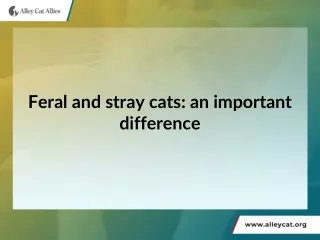 Feral and stray cats: an important difference